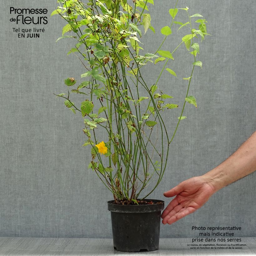 Exemplaar van Kerria Pleniflora - Ranonkelstruik Pot van 2 l/3 l zoals geleverd in de zomer