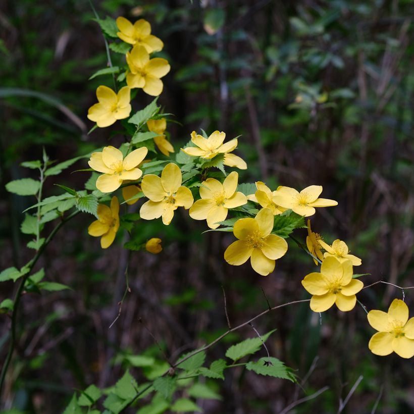 Kerria japonica - Ranonkelstruik (Flowering)