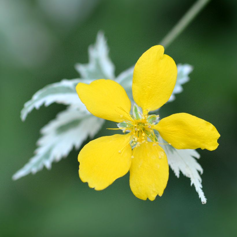 Kerria japonica Picta - Ranonkelstruik (Flowering)