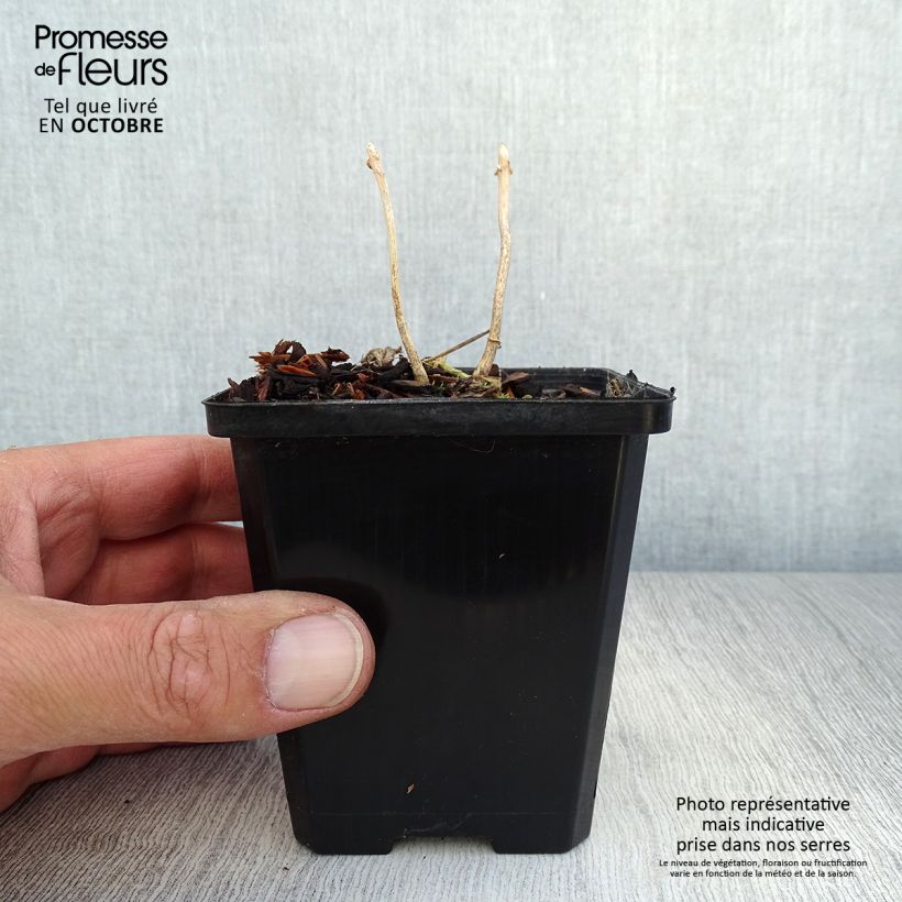 Exemplaar van Kirengeshoma palmata - Japanse wasbloem Kweekpotje van 8/9 cm zoals geleverd in de herfst