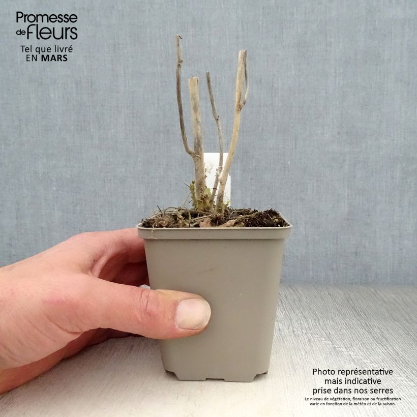 Exemplaar van Kitaibelia vitifolia - Wijnblad Kweekpotje van 8/9 cm zoals geleverd in de lente