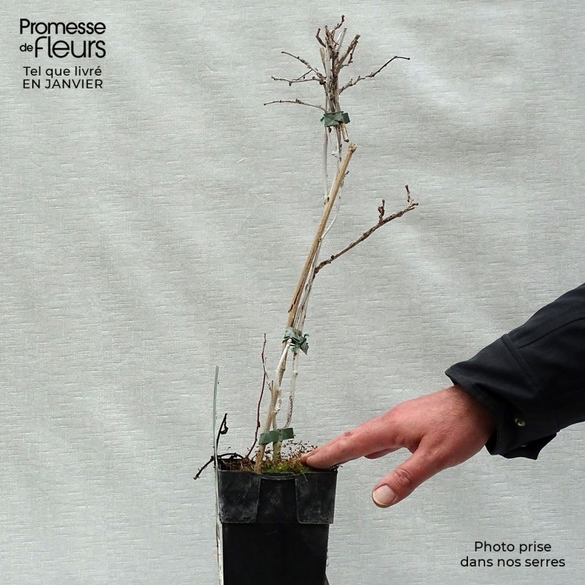 Exemplaar van Kiwibes - Actinidia arguta Geneva (vrouwelijk) Pot van 1,5 l/2 l zoals geleverd in de winter