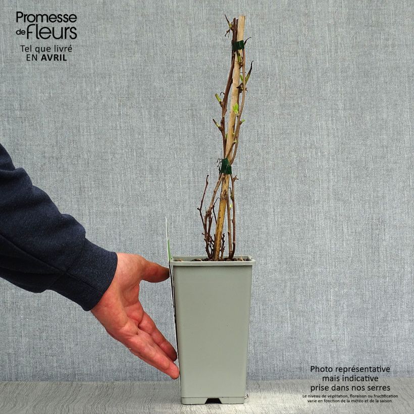 Exemplaar van Mini-kiwi - Actinidia arguta Ambrosia Pot van 1,5 l/2 l zoals geleverd in de lente