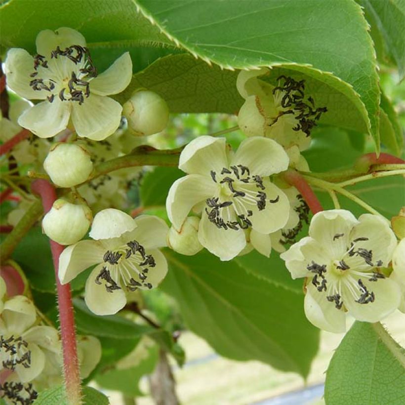 Kiwibes - Actinidia arguta Nostino (mannelijk) (Oogst)