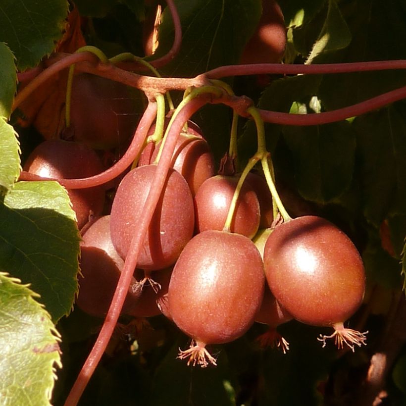 Kiwibes - Actinidia arguta Red Jumbo (vrouwelijk) (Oogst)
