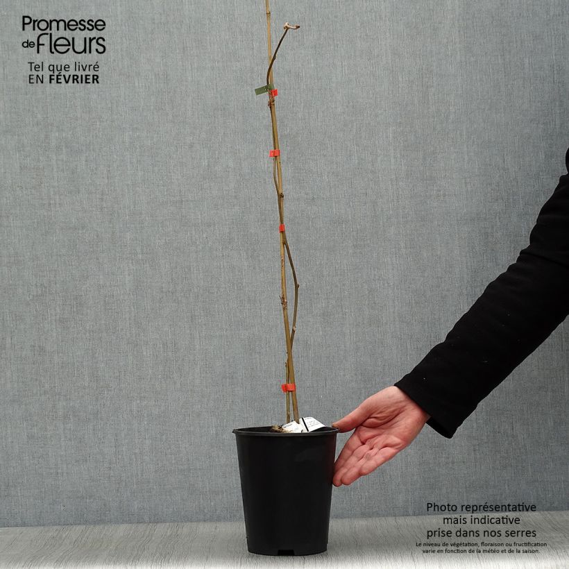 Exemplaar van Kiwi - Actinidia deliciosa Kiwi Wonder Pot van 3 l/4 l zoals geleverd in de winter