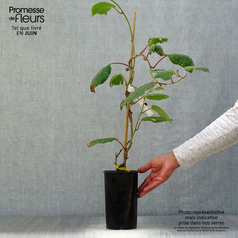 Exemplaar van Kiwi - Actinidia deliciosa Kiwidoo (vrouwelijk) Pot van 2 l/3 l zoals geleverd in de zomer