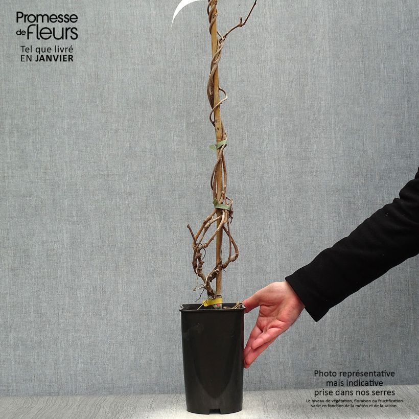 Exemplaar van Kiwi - Actinidia deliciosa Kiwidoo (vrouwelijk) Pot van 2 l/3 l zoals geleverd in de winter