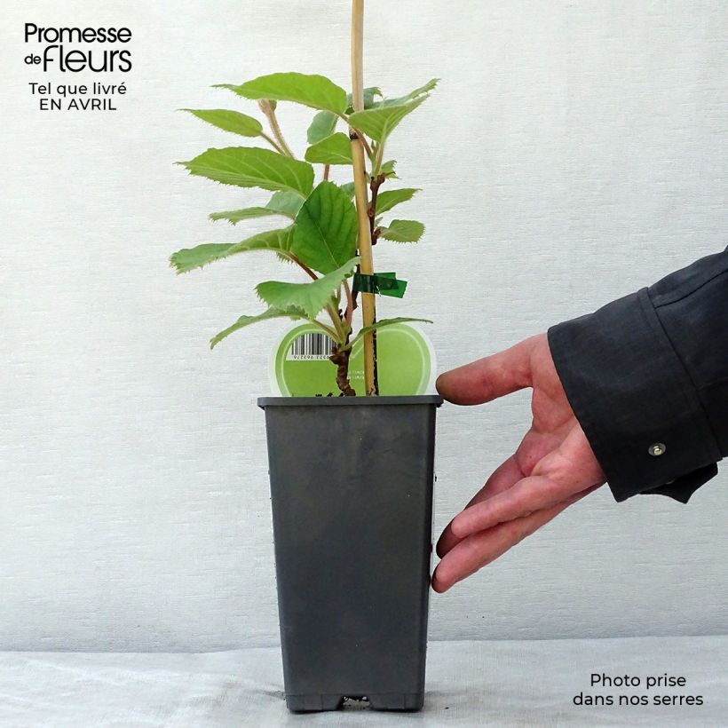 Exemplaar van Kiwi - Actinidia deliciosa Atlas (mannelijk) Pot van 1,5 l/2 l zoals geleverd in de lente
