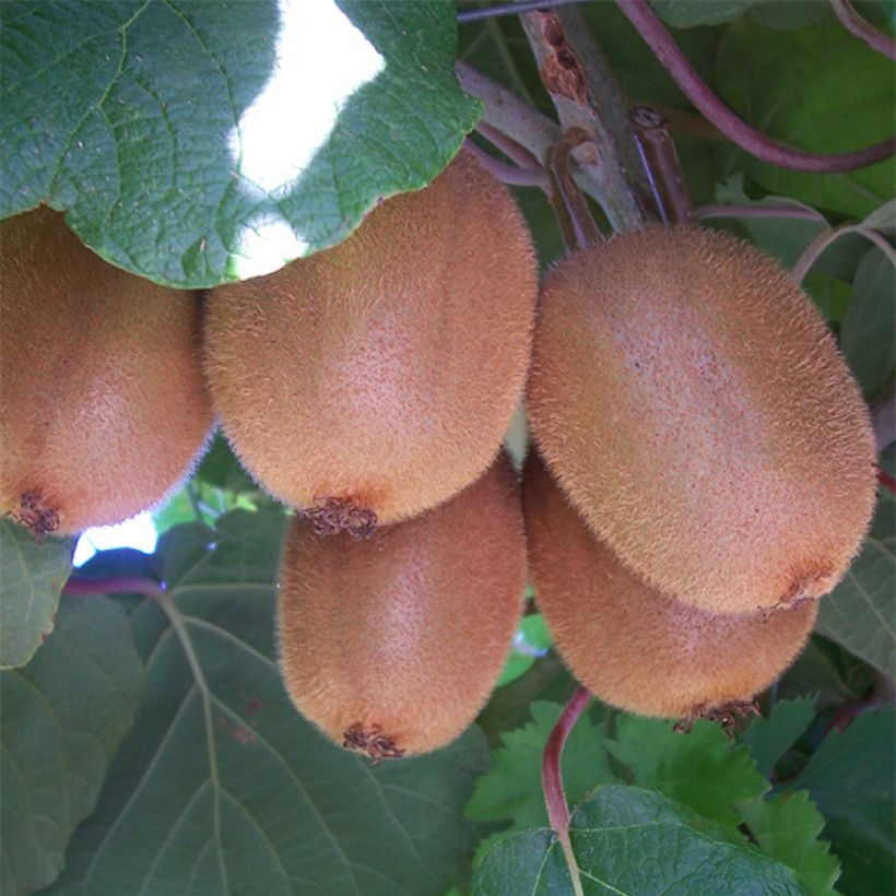 Kiwi - Actinidia chinensis Golden Delight (vrouwelijk) (Oogst)