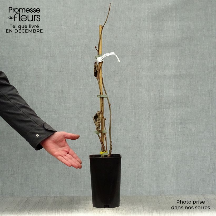 Exemplaar van Kiwi - Actinidia chinensis Golden Delight (vrouwelijk) Pot van 2 l/3 l zoals geleverd in de winter