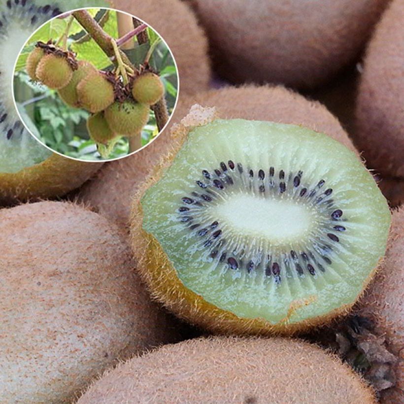 Kiwi - Actinidia deliciosa Hayward BIO (vrouwelijk) (Oogst)