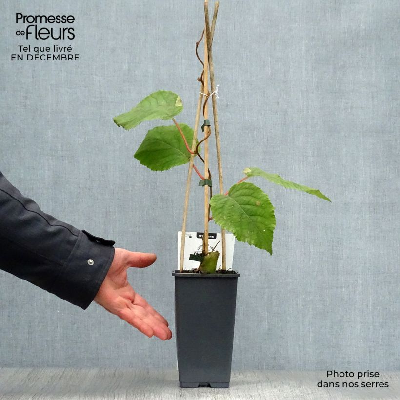 Exemplaar van Kiwi - Actinidia deliciosa Hayward (vrouwelijk) Pot van 1,5 l/2 l zoals geleverd in de winter