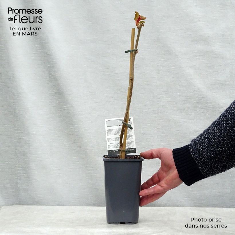 Exemplaar van Kiwi - Actinidia deliciosa Hayward BIO (vrouwelijk) Pot van 1,5 l/2 l zoals geleverd in de lente