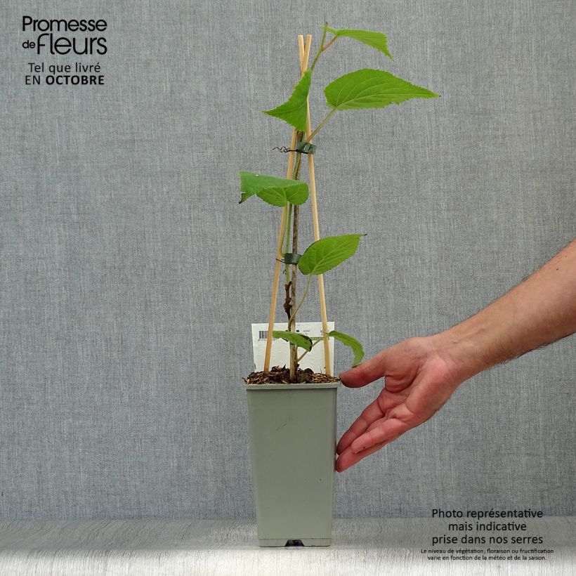 Exemplaar van Kiwi - Actinidia deliciosa Jenny Pot van 1,5 l/2 l zoals geleverd in de herfst