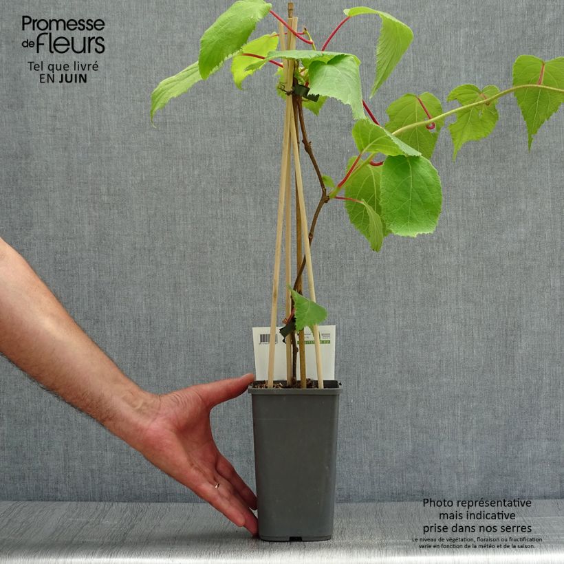 Exemplaar van Kiwi - Actinidia deliciosa Jenny Pot van 1,5 l/2 l zoals geleverd in de zomer