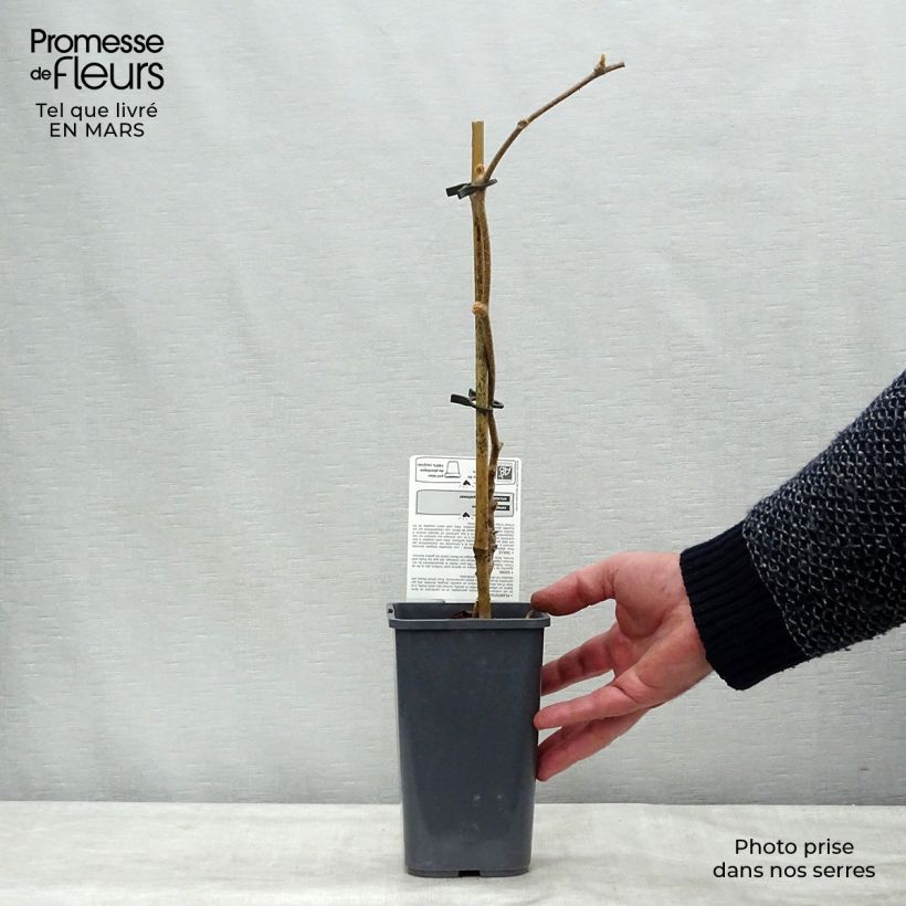 Exemplaar van Kiwi - Actinidia deliciosa Jenny BIO Pot van 1,5 l/2 l zoals geleverd in de winter