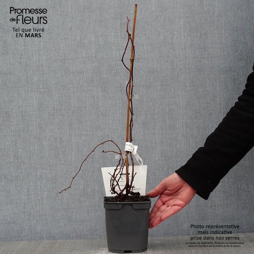 Exemplaar van Kiwibes - Actinidia arguta Red Jumbo (vrouwelijk) Pot van 1,5 l/2 l zoals geleverd in de winter