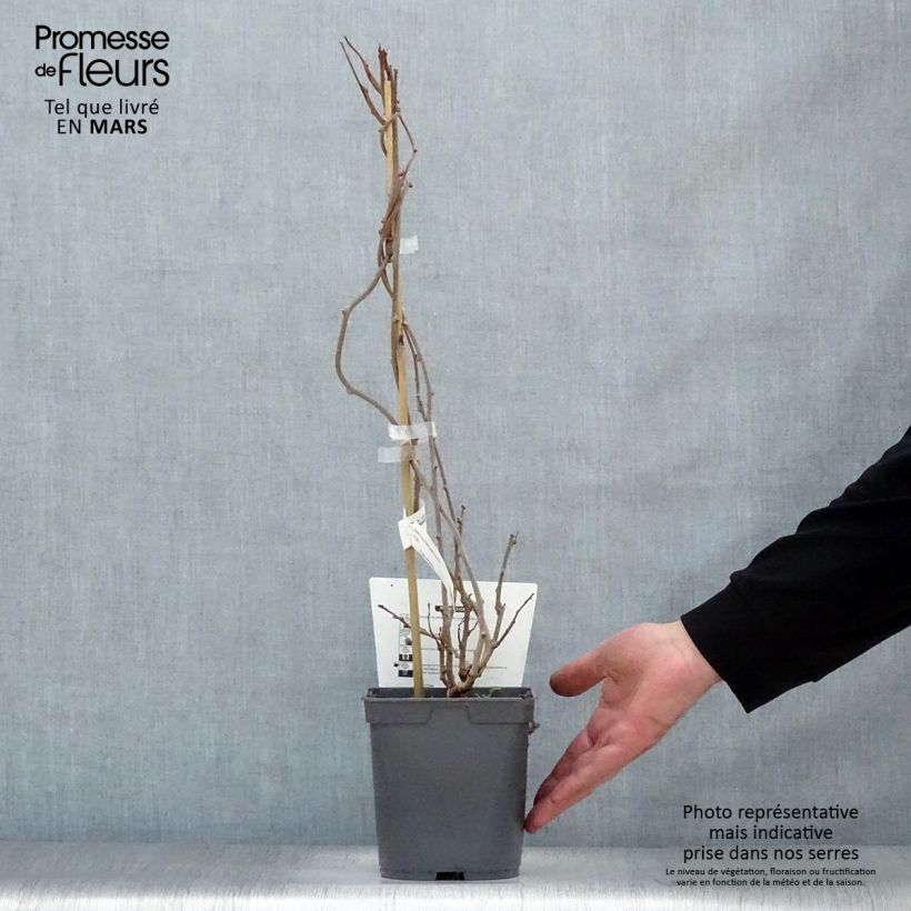 Exemplaar van Kiwibes - Actinidia arguta Red Jumbo (vrouwelijk) Pot van 1,5 l/2 l zoals geleverd in de lente