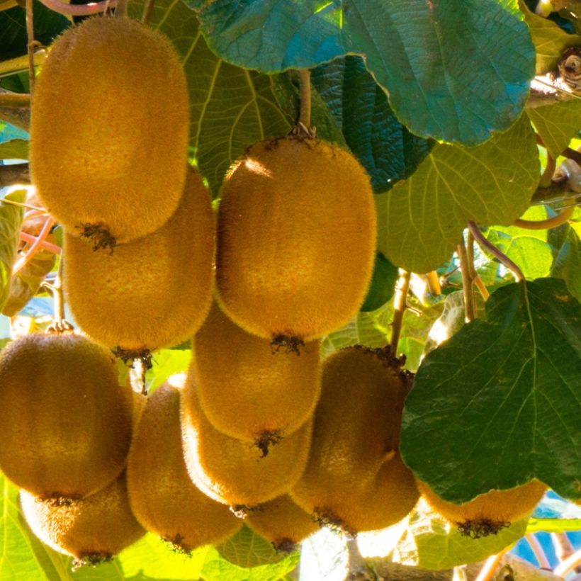 Kiwi - Actinidia deliciosa Montcap (Oogst)
