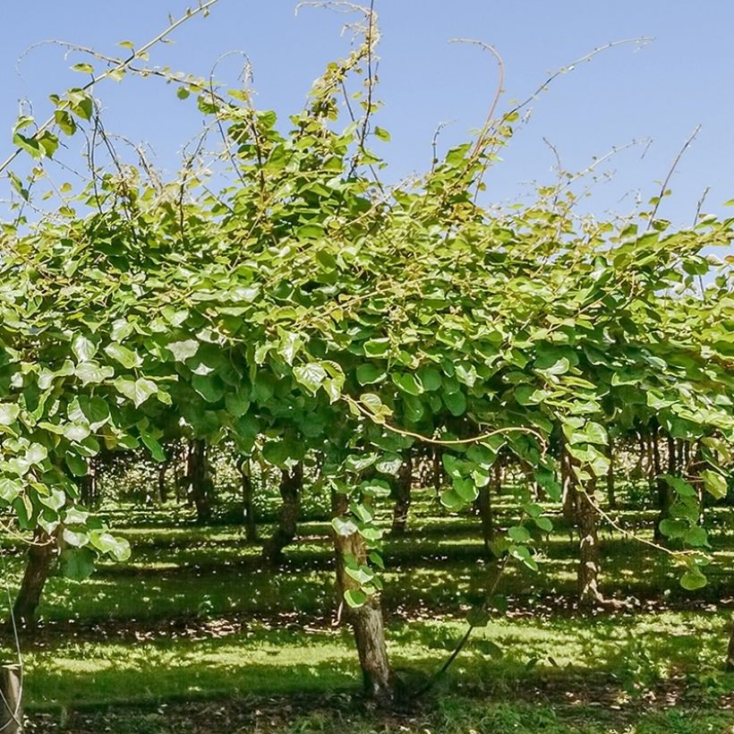 Kiwi - Actinidia deliciosa Montcap (Groeiplaats)