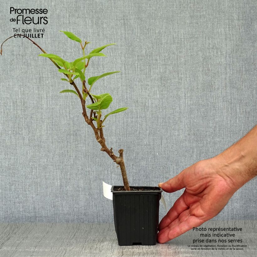 Exemplaar van Kiwi - Actinidia deliciosa Solissimo Kweekpotje van 8/9 cm zoals geleverd in de zomer