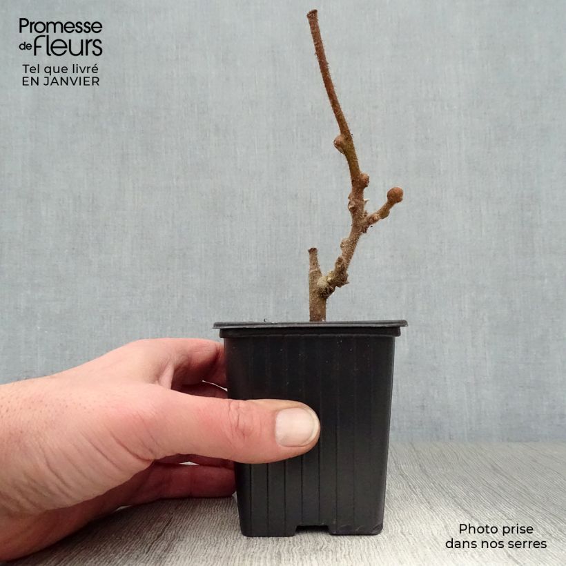 Exemplaar van Kiwi - Actinidia deliciosa Solissimo Kweekpotje van 8/9 cm zoals geleverd in de winter