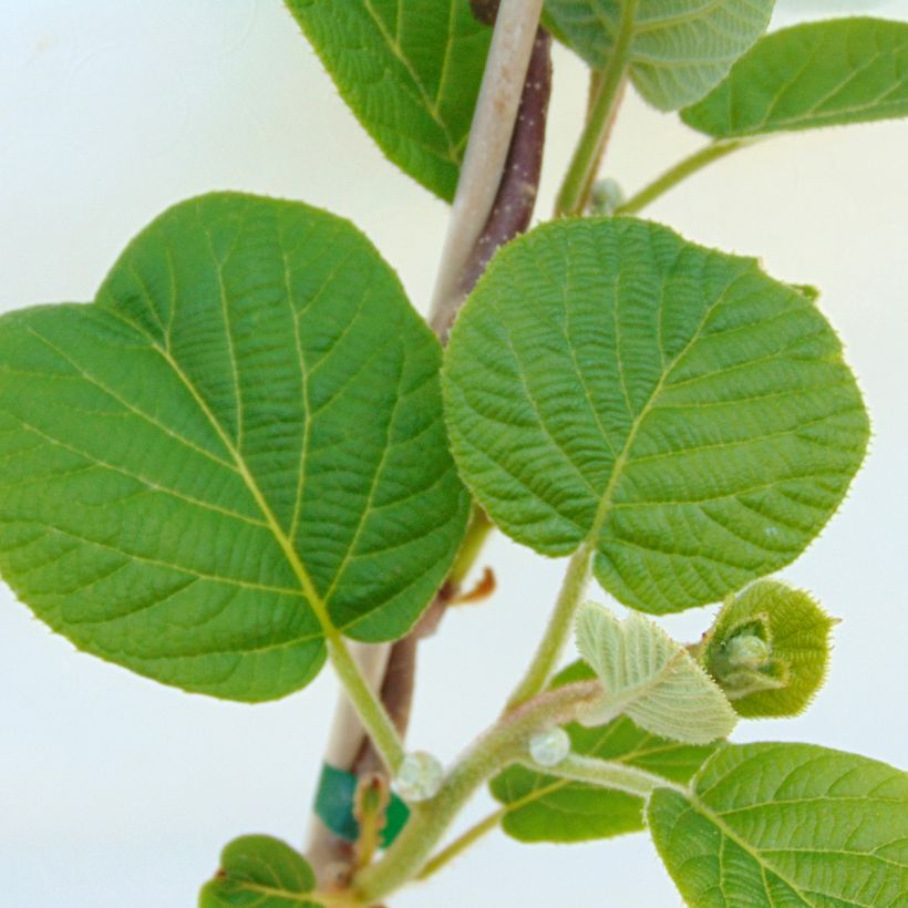 Kiwi - Actinidia deliciosa Solissimo (Blad)