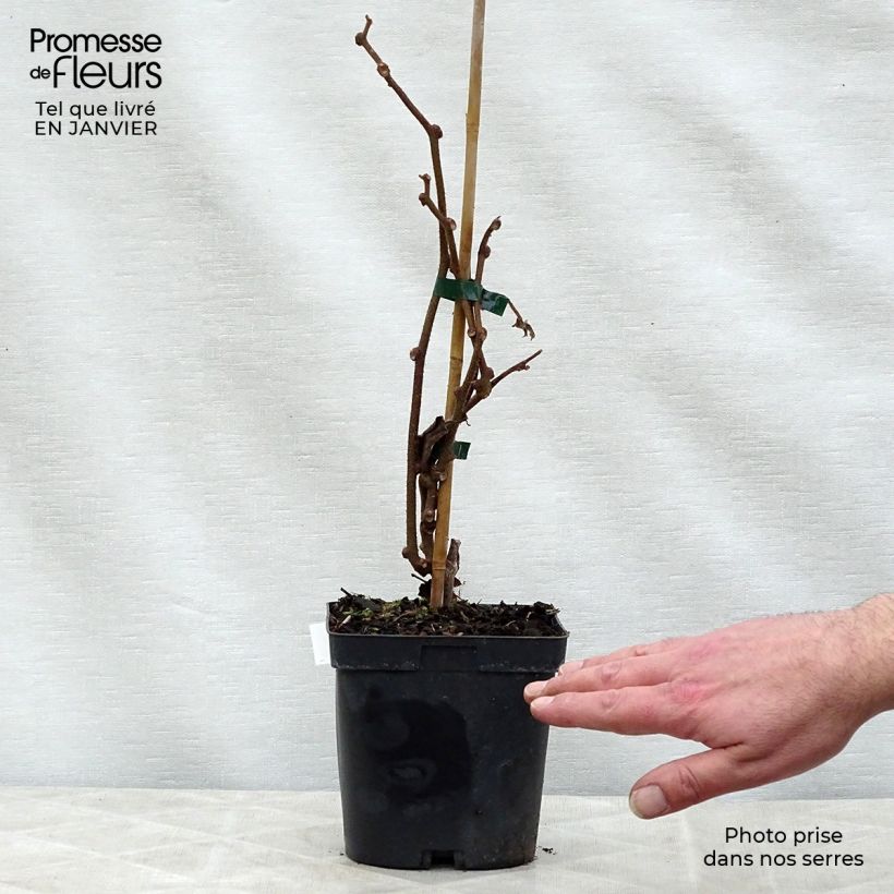 Exemplaar van Kiwi - Actinidia deliciosa Solissimo Pot van 1 l/1,5 l zoals geleverd in de winter