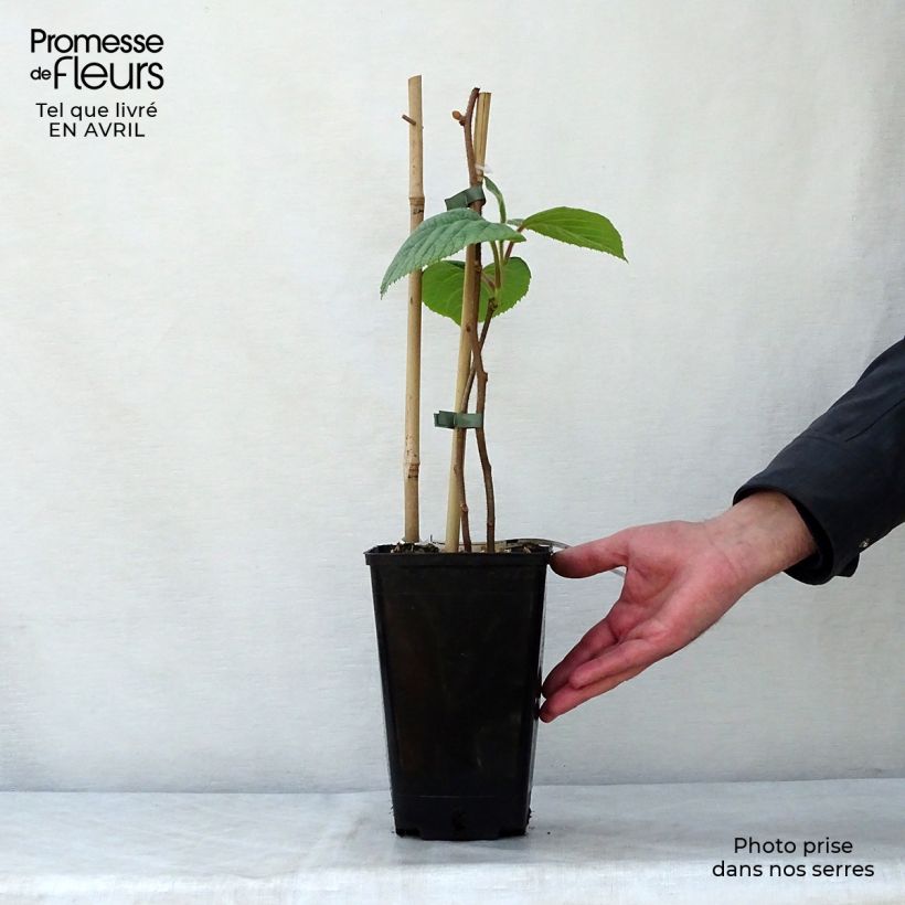 Exemplaar van Kiwi - Actinidia deliciosa Solissimo Pot van 1 l/1,5 l zoals geleverd in de lente