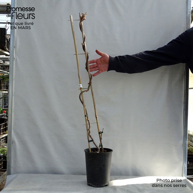 Exemplaar van Kiwi - Actinidia deliciosa Solissimo Pot van 4 l/5 l zoals geleverd in de lente