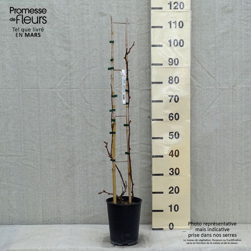 Exemplaar van Kiwi - Actinidia deliciosa Solissimo Pot van 4 l/5 l zoals geleverd in de winter