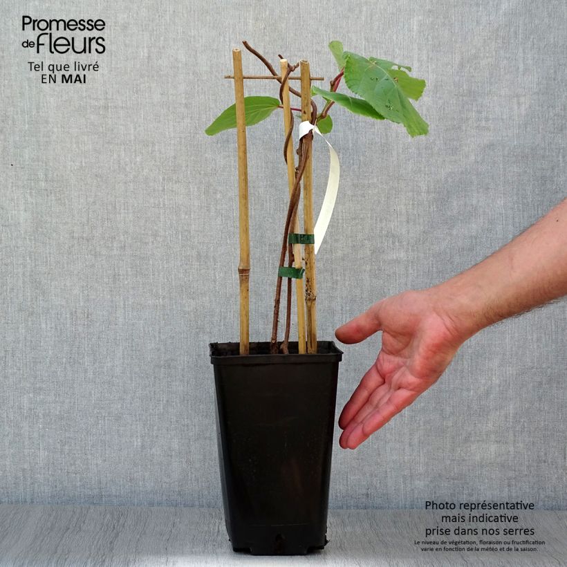 Exemplaar van Kiwi - Actinidia deliciosa Tomuri (mannelijk) Pot van 2 l/3 l zoals geleverd in de lente