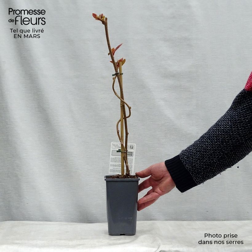 Exemplaar van Kiwi - Actinidia deliciosa Tomuri BIO (mannelijk) Pot van 1,5 l/2 l zoals geleverd in de winter