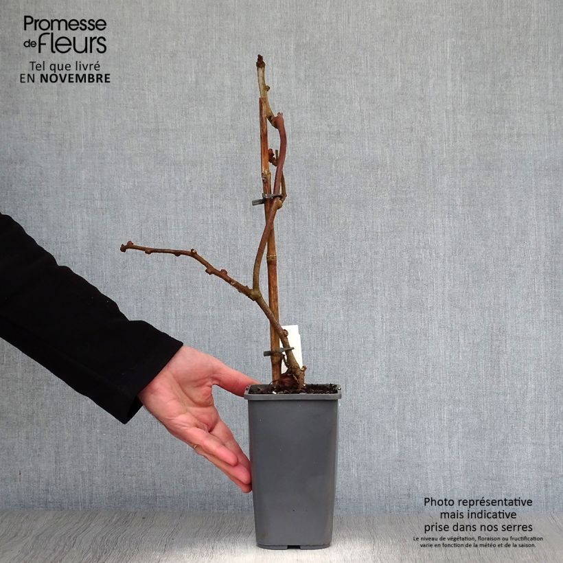 Exemplaar van Kiwi - Actinidia deliciosa Tomuri BIO (mannelijk) Pot van 1,5 l/2 l zoals geleverd in de herfst