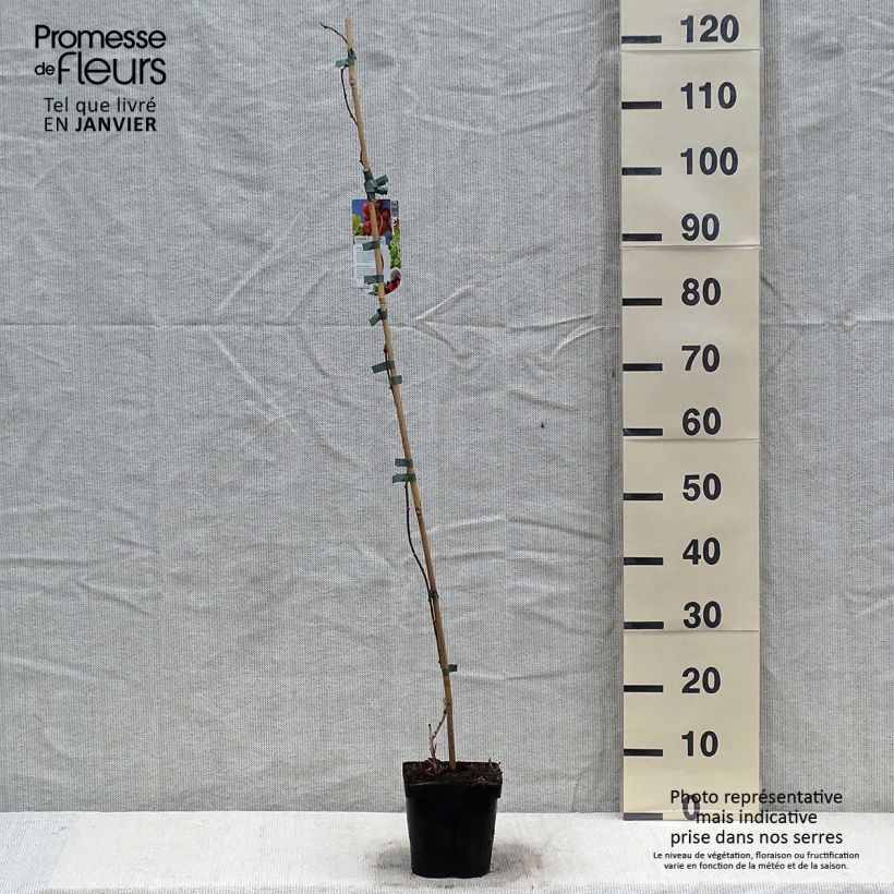 Exemplaar van Kiwibes - Actinidia arguta Ananasnaya (vrouwelijk) Pot van 1,5 l/2 l zoals geleverd in de winter