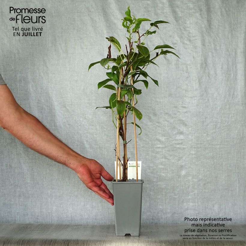 Exemplaar van Kiwibes - Actinidia arguta Bayern (vrouwelijk) Pot van 2 l/3 l zoals geleverd in de zomer
