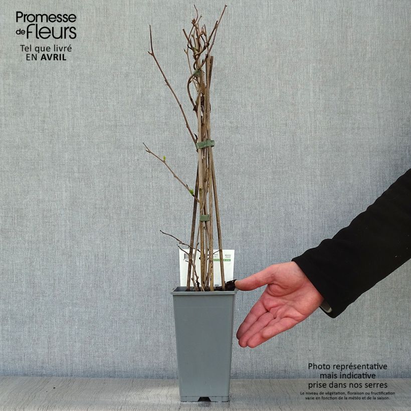 Exemplaar van Kiwibes - Actinidia arguta Bayern (vrouwelijk) Pot van 2 l/3 l zoals geleverd in de lente