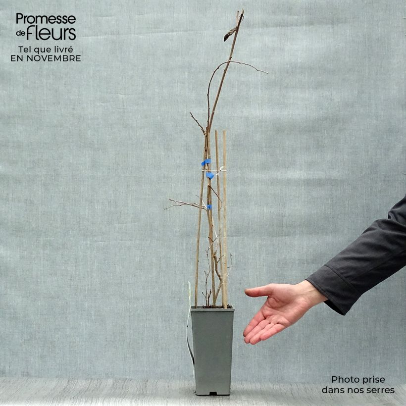 Exemplaar van Kiwibes - Actinidia arguta Geneva (vrouwelijk) Pot van 1,5 l/2 l zoals geleverd in de herfst