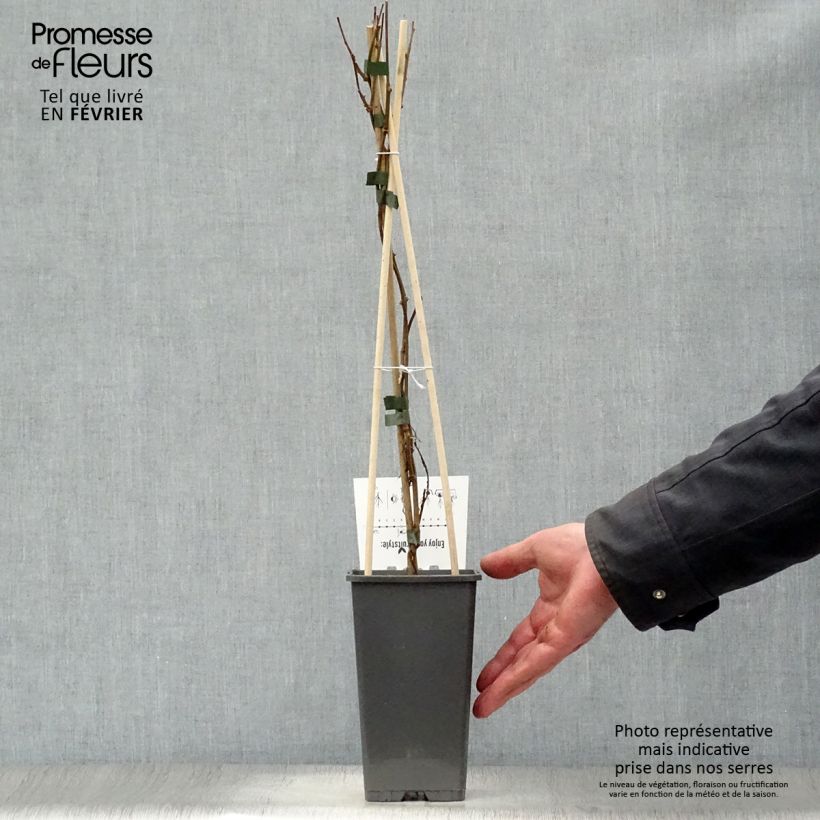 Exemplaar van Kiwibes - Actinidia arguta Issai Pot van 1,5 l/2 l zoals geleverd in de winter