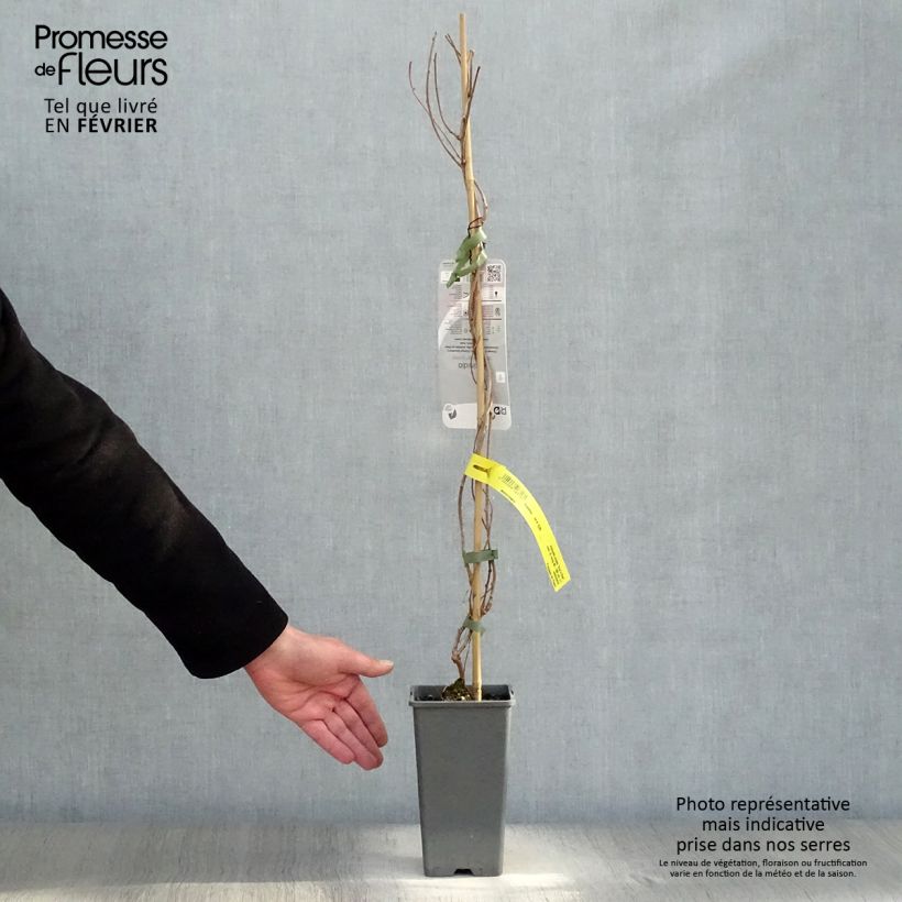 Exemplaar van Kiwibes - Actinidia arguta Ken's Red  (vrouwelijk) Pot van 1,5 l/2 l zoals geleverd in de winter