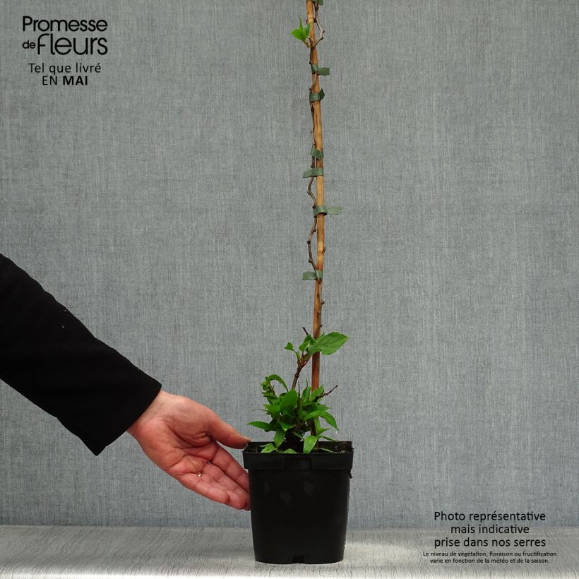 Exemplaar van Kiwibes - Actinidia arguta Ken's Red  (vrouwelijk) Pot van 1,5 l/2 l zoals geleverd in de lente