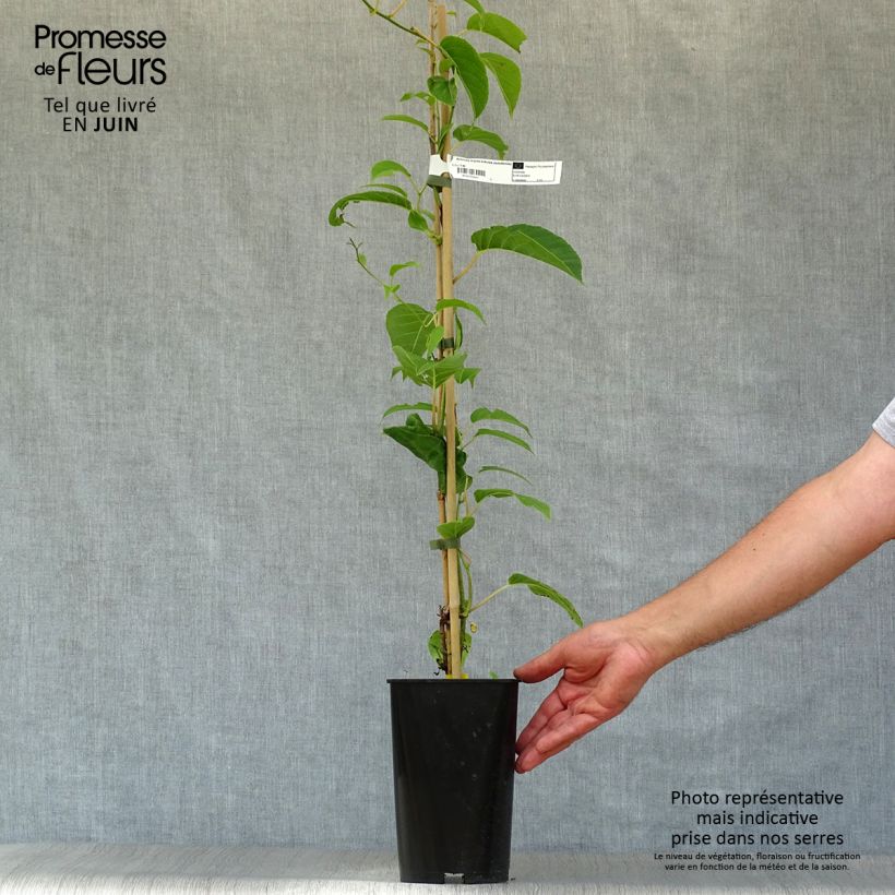 Exemplaar van Kiwibes- Actinidia arguta Kokuwa Pot van 2 l/3 l zoals geleverd in de zomer