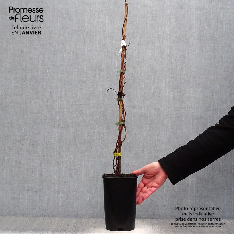 Exemplaar van Kiwibes- Actinidia arguta Kokuwa Pot van 2 l/3 l zoals geleverd in de winter