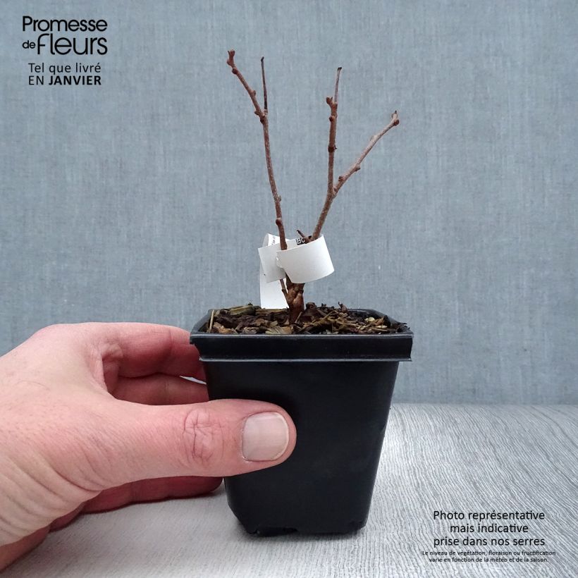 Exemplaar van Mini-kiwi - Actinidia arguta Purpurea Kweekpotje van 8/9 cm zoals geleverd in de winter
