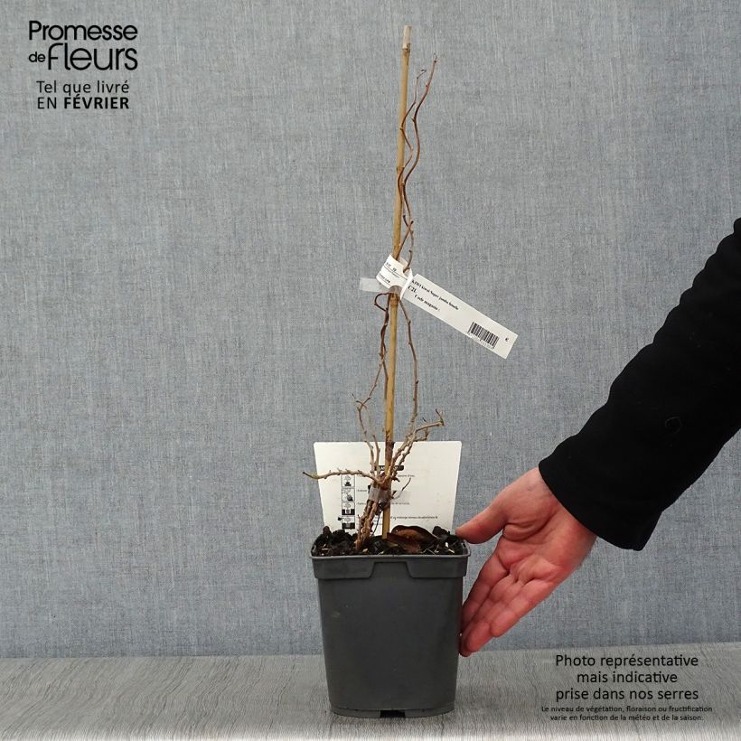 Exemplaar van Kiwibes - Actinidia arguta Super Jumbo (vrouwelijk) Pot van 1,5 l/2 l zoals geleverd in de winter