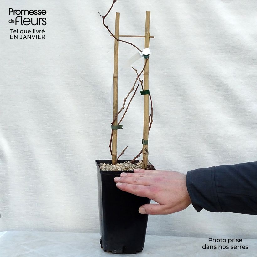 Exemplaar van Kiwibes - Actinidia arguta Vitikiwi Pot van 2 l/3 l zoals geleverd in de winter