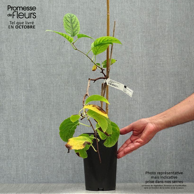 Exemplaar van Kiwibes - Actinidia arguta Vitikiwi Pot van 2 l/3 l zoals geleverd in de herfst