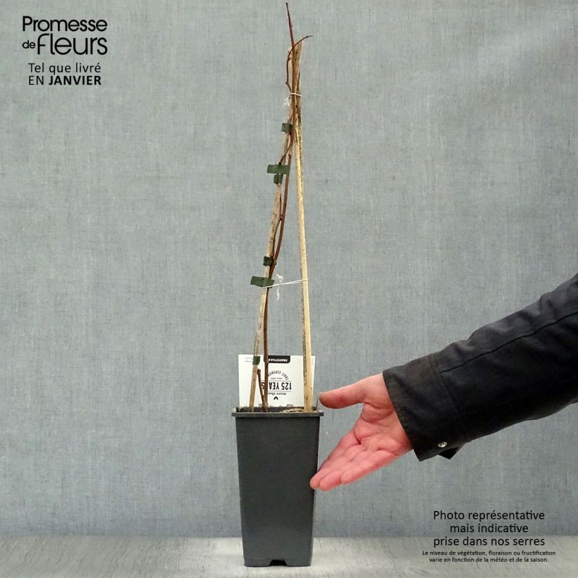 Exemplaar van Mini-kiwi - Actinidia arguta Weiki Pot van 1,5 l/2 l zoals geleverd in de winter