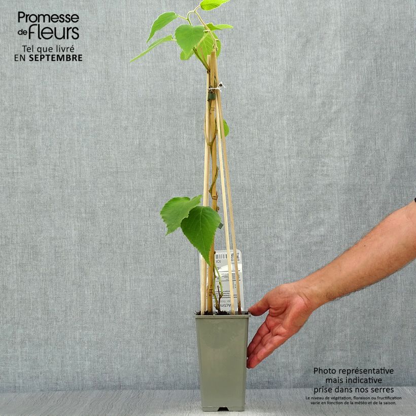 Exemplaar van Kiwi - Actinidia deliciosa Boskoop Pot van 1,5 l/2 l zoals geleverd in de herfst